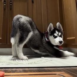 Siberian Husky Puppies from House of the Huskies