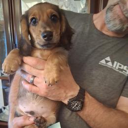 Akc A M 3 - Sable male Dachshund puppy in Penn Run, Pennsylvania from Shannon’s Dachshunds