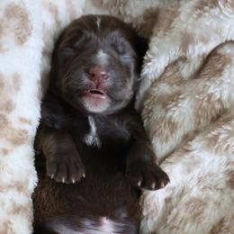 Roast - Liver male Miniature Schnauzer puppy in Miami, Florida from Chiquiticos Shnauzers