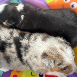 Waylon - Blue merle and white male American Corgi puppy in Nortonville, Kansas from Low Riders Corgis & Mini Aussies