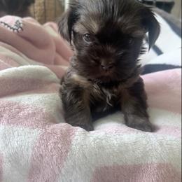 Brownie - Gold male Shihpoo puppy in Denver, Colorado from Angel babies