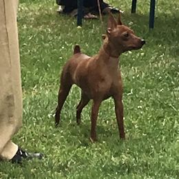 Reva - Miniature Pinscher