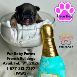Heartley - Tricolors female French Bulldog puppy in Michigan from Fur Baby Farms