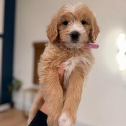 Samoa - Red  female Goldendoodle puppy in North Royalton, Ohio from Johnson's Doodles