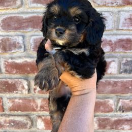 Cavapoo, Cockapoo, Goldendoodle, and Poodle Puppies from Lipscomb Doodles