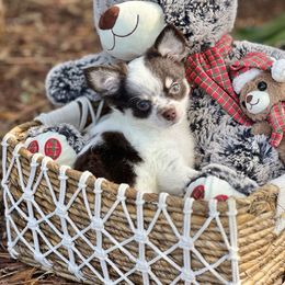 Archie - Chocolate and white male Chihuahua puppy in Oviedo, Florida from ROYALCHIHUAHUAPUPPY