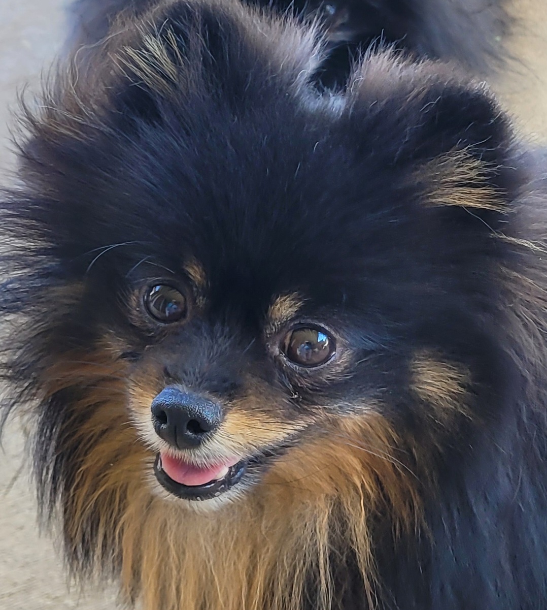 Hope - Pomeranian