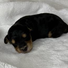 Buddy - Black tri-color male Aussiedoodle puppy in Tonasket, Washington from V5 Aussies