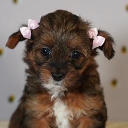 Fall (Orange Collar) - female Yorkipoo puppy in Las Vegas, Nevada from Plush Toy Poodle Puppies & Pals