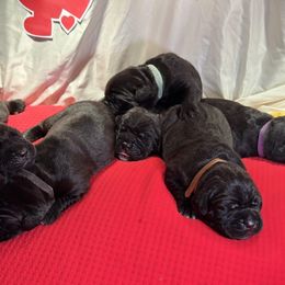 Cane Corso Puppies from Guardia Del Corpo