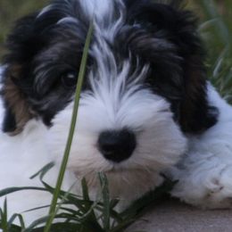Sealyham Terriers from Blackmore's Sealyham Terriers