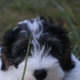 Sealyham Terriers from Blackmore's Sealyham Terriers