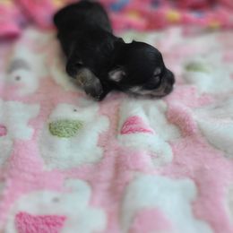 Puppy6 - Black female Morkie puppy in Loxahatchee, Florida from Cristy's Morkies
