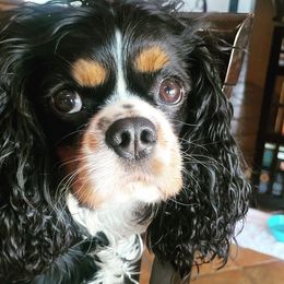 Titan - Cavalier King Charles Spaniel