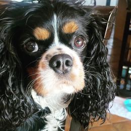 Titan - Cavalier King Charles Spaniel