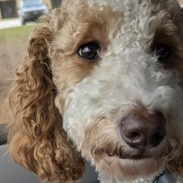 Bernedoodles from Asbury & Co Farms