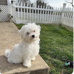 Maltese Puppies from TCBs Glowing Maltese