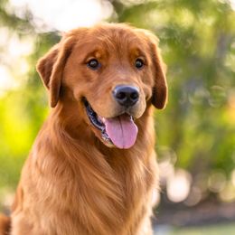 Dublin - Golden Retriever