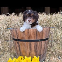 Clover - Chocolate male Cavapoo puppy in Bozrah, Connecticut from Cedar Creek Farm