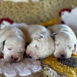 Male picking spot 1 (out of 3 males) - White and black male Dalmatian puppy in Hawkins, Texas from Snow Dalmatians