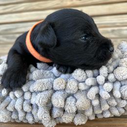Ash - Black male Miniature Schnauzer puppy in Dawson, Georgia from Faith Farm Miniature Schnauzers