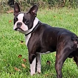 Milty - Boston Terrier
