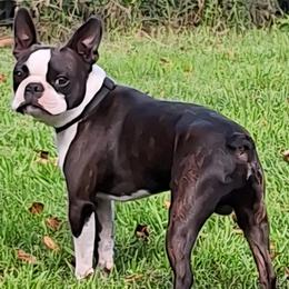Milty - Boston Terrier