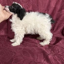 Sold - Parti male Poodle puppy in Pounding  Mill, Virginia from Rosa's Chihuahuas
