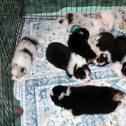 Katie - Australian Shepherd puppy from Briarbrook Australian Shepherds