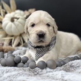 Golden Retriever Puppies from Arden Hill Goldens