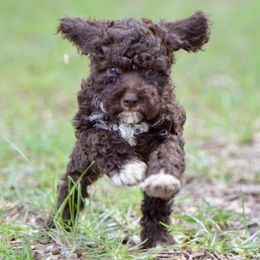 Cassiopeia - Brown female Lagotto Romagnolo puppy in St. Augustine, Florida from LBK & Ancient City