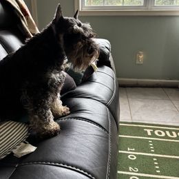 Amelia - Miniature Schnauzer