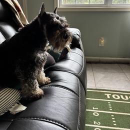 Amelia - Miniature Schnauzer