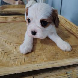 Olga - Blenheim Cavalier King Charles Spaniel puppy in Phoenix, Arizona from Royal Desert Cavaliers