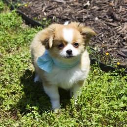 Poppy - Fawn and white female Chihuahua puppy in Gloucester, Virginia from Charlotte's Web of Chihuahuas