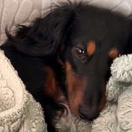 Dachshunds from Tippy Toes Dachshunds