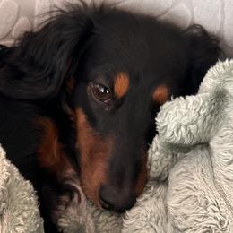 Dachshunds from Tippy Toes Dachshunds