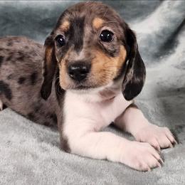 Penny - Dapple female Dachshund puppy in Anaconda, Montana from Williams Family Dachshunds