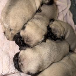 Pug puppies from Pack of Pugs
