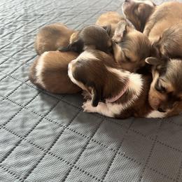 Dachshund Puppies from Karmas Dachshunds