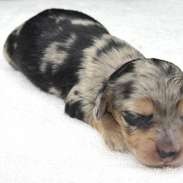 Destin (NO BREEDING HOMES) - Dapple male Dachshund puppy in Fayetteville, North Carolina from RRD