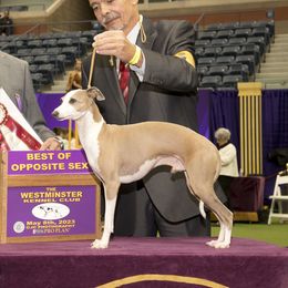 Credit - Italian Greyhound