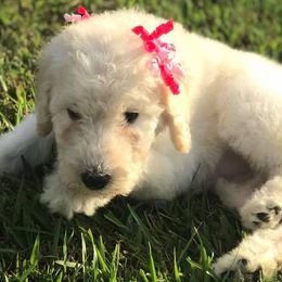 Goldendoodles and Poodles from Southern Doodles and Poodles