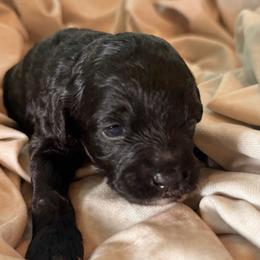 Dune - Black and white male Cockapoo puppy in Saint Louis, Missouri from Jax Doodles