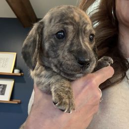 Junior - Brindle male Dachshund puppy in Midlothian, Virginia from RVA Dachshunds