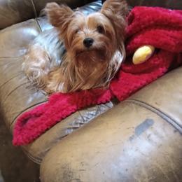 Yorkshire Terrier All Grown Up from Kathy's Kritters