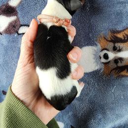 Blossom - Black and tan female Dachshund puppy in Seneca, Missouri from Dogwood Doxies