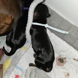 Dachshund Puppies from Opal's Gemstone Doxies