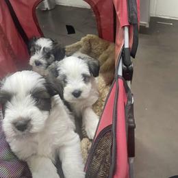 Miniature Schnauzer Puppies from Lap Happy Schnauzers