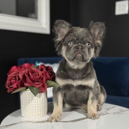 French Bulldog puppies from Velvet Fluffy Pups